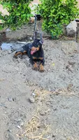 Bella, a female Doberman Pinscher for sale in Morongo Valley, CA – 5 of 9