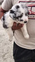 DRAGO, a male Australian Shepherd for sale in Morongo Valley, CA – 5 of 5