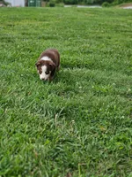 Blondie, a female Australian Shepherd for sale in Campbellsburg, KY – 5 of 7