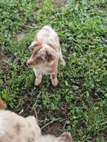 Blondie - Phenoix x Nina pup, a female Australian Shepherd for sale in Campbellsburg, KY – 5 of 10