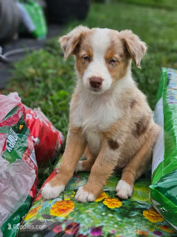 Blondie - Phenoix x Nina pup – Australian Shepherd puppy for sale in Campbellsburg, KY