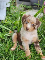 Blondie - Phenoix x Nina pup, a female Australian Shepherd for sale in Campbellsburg, KY – 3 of 10