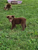Teddy, a male Australian Shepherd for sale in Campbellsburg, KY – 6 of 6