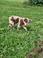 Blondie - Phenoix x Nina pup, a female Australian Shepherd for sale in Campbellsburg, KY – 10 of 10