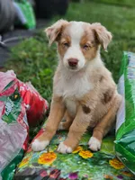 Teddy, a male Australian Shepherd for sale in Campbellsburg, KY – 3 of 6