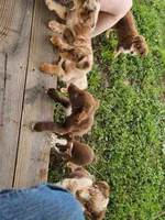 Blondie - Phenoix x Nina pup, a female Australian Shepherd for sale in Campbellsburg, KY – 2 of 10