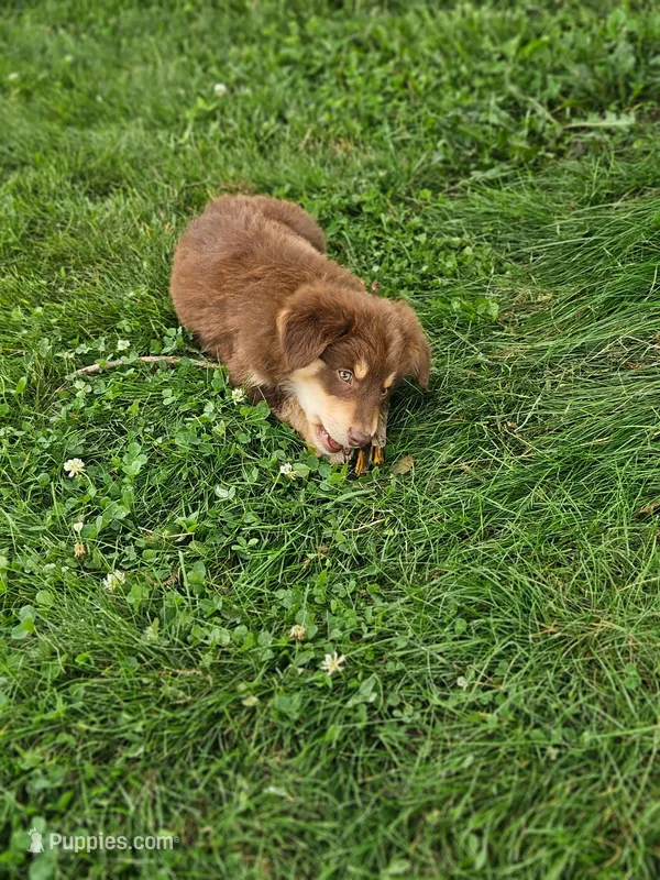 Teddy – Australian Shepherd puppy for sale in Campbellsburg, KY