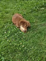 Teddy, a male Australian Shepherd for sale in Campbellsburg, KY – 1 of 6