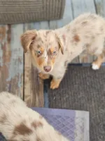 Blondie - Phenoix x Nina pup, a female Australian Shepherd for sale in Campbellsburg, KY – 9 of 10
