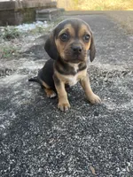 Girl 3, a female Beagle for sale in Emerson, AR – Photo 1 of 6