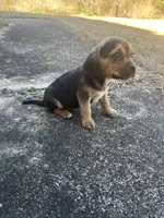 Girl 3, a female Beagle for sale in Emerson, AR – Photo 3 of 6