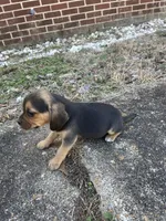 Girl 3, a female Beagle for sale in Emerson, AR – Photo 4 of 6