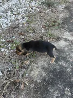 Girl 3, a female Beagle for sale in Emerson, AR – Photo 5 of 6