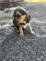 Girl 3, a female Beagle for sale in Emerson, AR – Photo 2 of 6