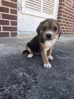 Girl 2, a female Beagle for sale in Emerson, AR – Photo 1 of 10