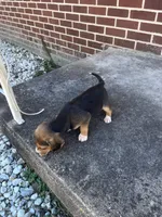 Girl 2, a female Beagle for sale in Emerson, AR – Photo 8 of 10