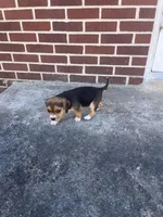 Girl 2, a female Beagle for sale in Emerson, AR – Photo 10 of 10
