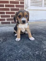 Girl 2, a female Beagle for sale in Emerson, AR – Photo 2 of 10