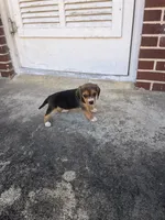 Girl 2, a female Beagle for sale in Emerson, AR – Photo 9 of 10