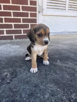 Girl 2, a female Beagle for sale in Emerson, AR – Photo 5 of 10