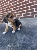 Girl 2, a female Beagle for sale in Emerson, AR – Photo 3 of 10
