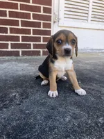 Girl 2, a female Beagle for sale in Emerson, AR – Photo 6 of 10