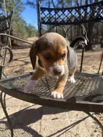 Boy 1, a male Beagle for sale in Emerson, AR – Photo 2 of 9