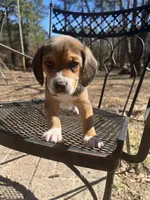 Boy 1, a male Beagle for sale in Emerson, AR – Photo 1 of 9