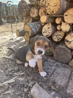Boy 1, a male Beagle for sale in Emerson, AR – Photo 5 of 9