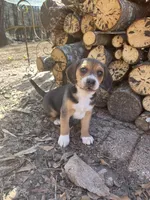 Boy 1, a male Beagle for sale in Emerson, AR – Photo 3 of 9