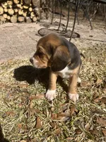 Boy 1, a male Beagle for sale in Emerson, AR – Photo 6 of 9