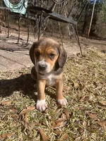 Boy 1, a male Beagle for sale in Emerson, AR – Photo 7 of 9