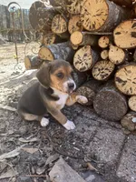 Boy 1, a male Beagle for sale in Emerson, AR – Photo 8 of 9