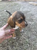 Boy 2, a male Beagle for sale in Emerson, AR – Photo 1 of 6