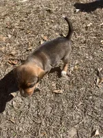 Boy 2, a male Beagle for sale in Emerson, AR – Photo 5 of 6