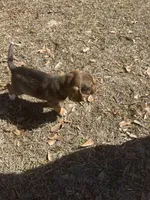 Boy 2, a male Beagle for sale in Emerson, AR – Photo 4 of 6