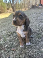 Boy 2, a male Beagle for sale in Emerson, AR – Photo 3 of 6