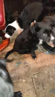 2socs/2spots, a male Collie for sale in Eugene, OR – 7 of 9