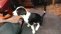 Dotti, a female Collie for sale in Eugene, OR – 2 of 9