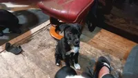 2socs/2spots, a male Collie for sale in Eugene, OR – 6 of 9