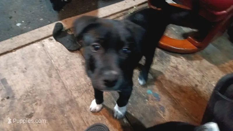 2socs/2spots – Collie puppy for sale in Eugene, OR