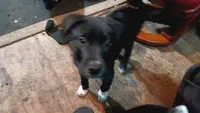 2socs/2spots, a male Collie for sale in Eugene, OR – 1 of 9