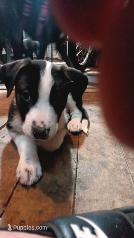 Dotti – Collie puppy for sale in Eugene, OR