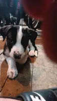Dotti, a female Collie for sale in Eugene, OR – 1 of 9