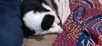 Dotti, a female Collie for sale in Eugene, OR – 9 of 9