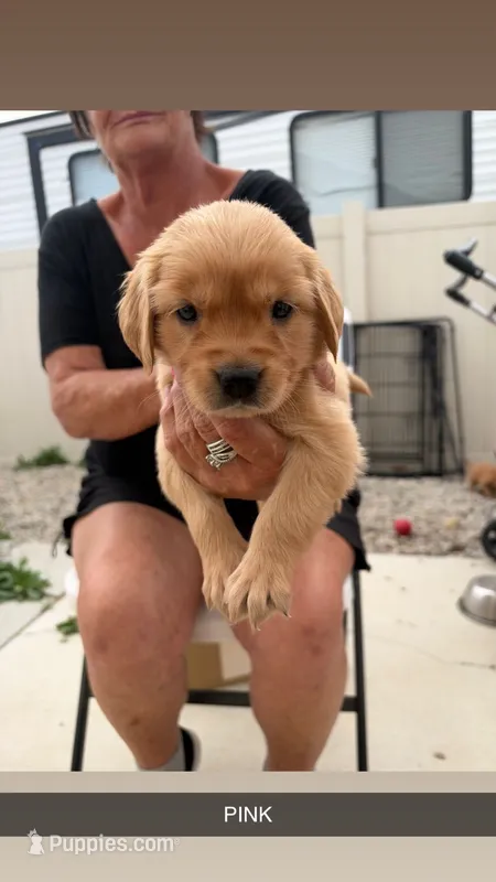 Pink – Golden Retriever puppy for sale in Los Angeles, CA