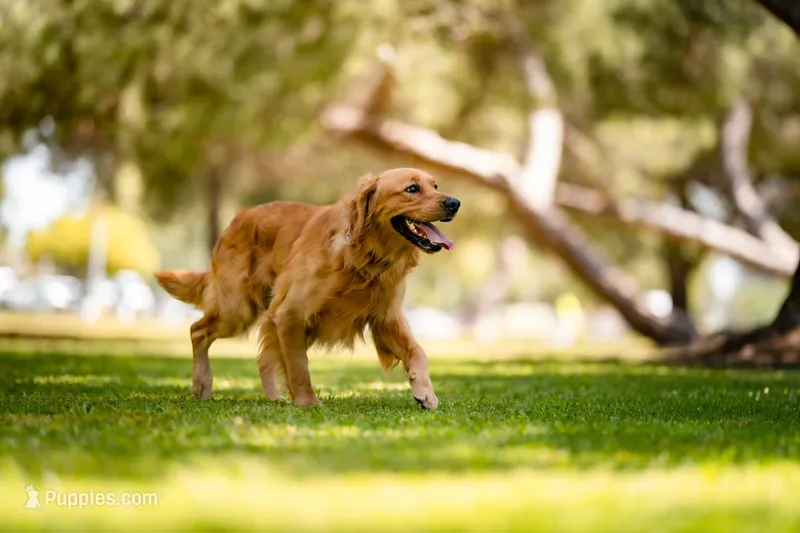 Ryder – Golden Retriever puppy for sale in Salt Lake City, UT