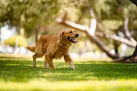 Ryder, a male Golden Retriever for sale in Salt Lake City, UT – 1 of 5