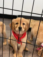 Red, a male Golden Retriever for sale in Los Angeles, CA – 2 of 3