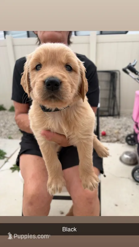 Black – Golden Retriever puppy for sale in Los Angeles, CA